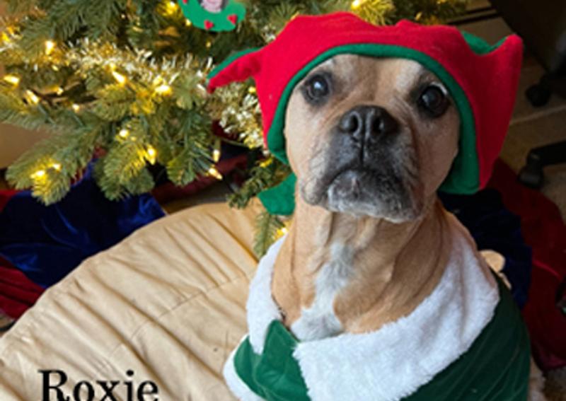 Carousel Slide 4: Winners of the Holiday Contest 2022
Honorable Mention Roxie